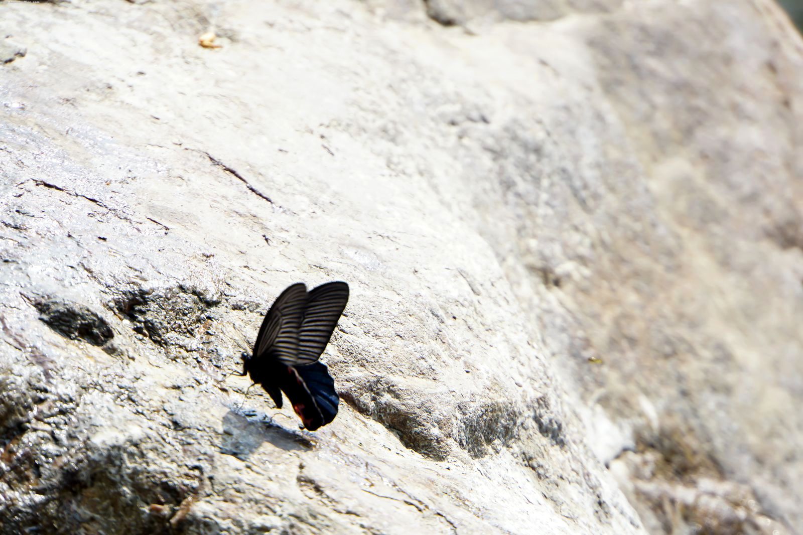 Papilio protenor.